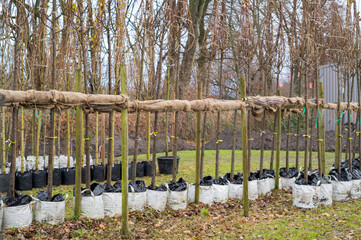 Rows of bare root trees prepared for planting in winter supported by wooden poles and burlap