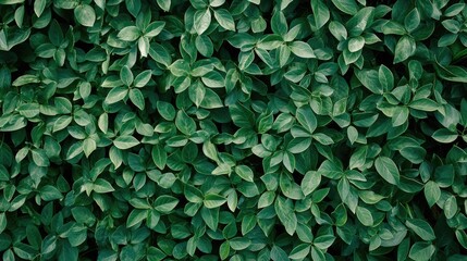 Top view of vibrant green soybean leaves creating a dense, healthy canopy in an agricultural field during the summer season