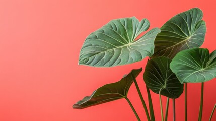 Obraz premium Close up of vibrant elephant ear plant leaves against a salmon background showcasing intricate textures and rich green colors.