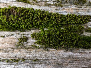Wood texture background. The old gray wood with green moss