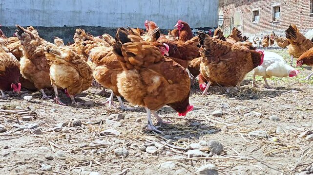 Chickens on traditional free range poultry farm