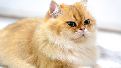 Side Profile of A Queenly British Longhair
