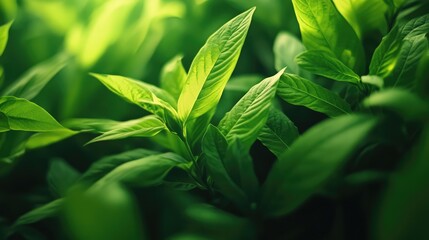 Fototapeta premium Tobacco plantation close up showcasing vibrant green leaves with soft focus and a textured appearance