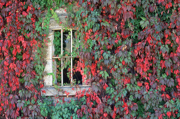 Window Covered in Autumn Vines