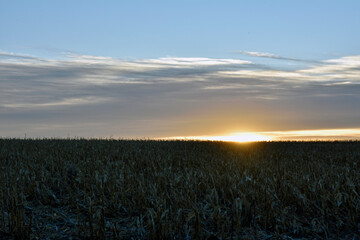 Cornfield at Sunrise