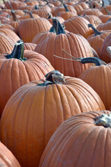 Close-Up of Autumn Pumpkins