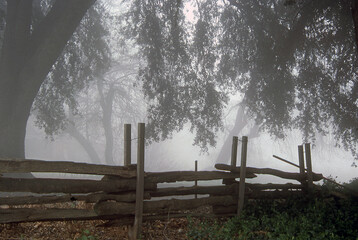 Foggy Woodland with Rustic Fence