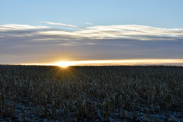 Golden Field at Dawn