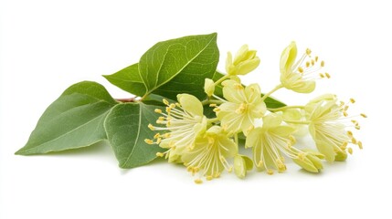 Fresh linden tree leaves and flowers displaying vibrant spring foliage isolated on white background ideal for seasonal designs and nature themes