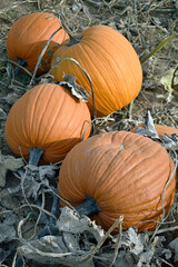 Rustic Pumpkin Cluster
