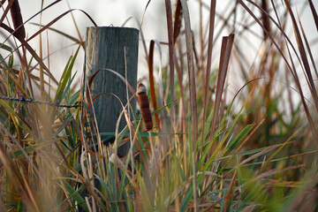 Rustic Fence in Wild Grasses