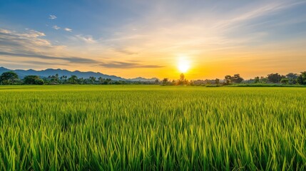 Scenic sunset over lush green rice fields captured with a wide angle lens showcasing nature's beauty and agricultural landscape.