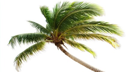 Coconut palm tree with lush green leaves isolated on white background for tropical or botanical design purposes