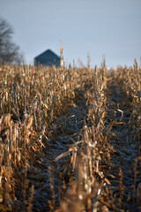 Silo and Harvested Corn