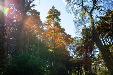 Autumn trees in the forest with sun rays on a blue sky
