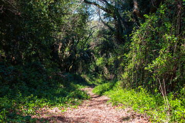 Hiking trail in the forest on the island of Crete, Greece