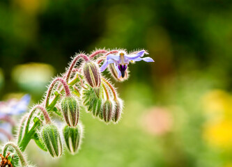 Borage Flower Close-Up with Hairy Buds and Vibrant Green Background