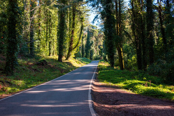 Fototapeta premium Road in the green forest at sunny day. Landscape with trees and road