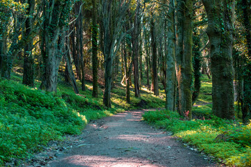 Obraz premium Path in the forest with trees and green leaves in the morning.
