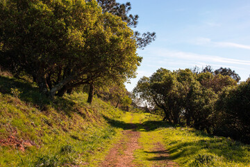 Fototapeta premium Hiking trail in the countryside of La Palma, Canary Islands, Spain