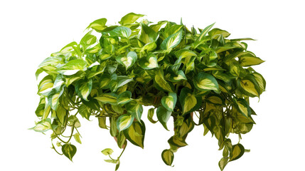 Obraz premium Heartleaf Philodendron Plant, Lush Green Foliage, Indoor Potted Vine