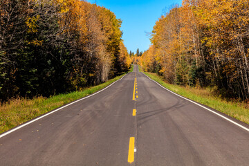 Fototapeta premium A road with trees on both sides and a clear blue sky