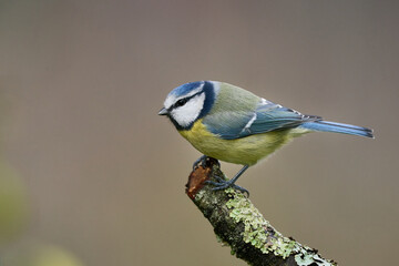 Blaumeise