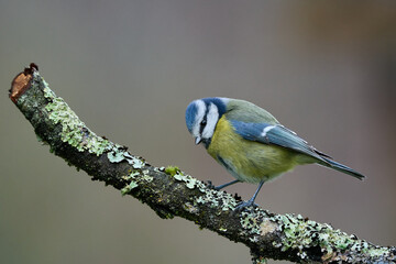 Blaumeise