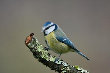 Blaumeise
