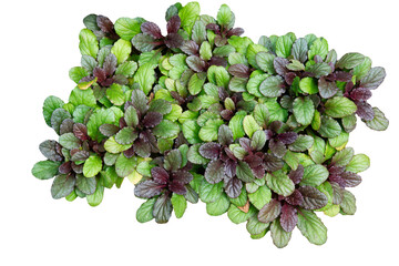 plant isolated on white background. Ajuga Burgundy Glow. png file.