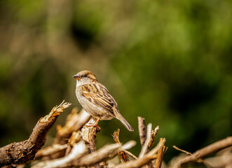  House Sparrow (Passer domesticus) Perched over Torn Branches