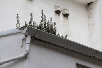 A white building with a white gutter and a white pipe. Blocked downspout, plant growing in metal gutters on a residential house.