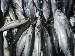 Obraz premium wet sea fish sold in traditional markets. looks fresh and ready to be sold. skipjack tuna and mackarel tuna