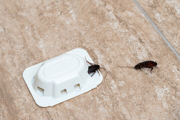 A close-up view of a cockroach near a pest control trap on a tiled floor.
