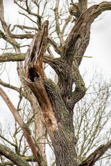 Waldkauz in einer Baumh&ouml;hle