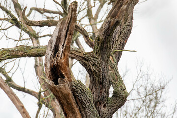 Waldkauz in einer Baumhöhle
