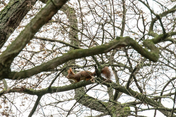 a squirrel on a tree