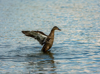 Fototapeta premium Female Mallard Beating its Wings Over the Water