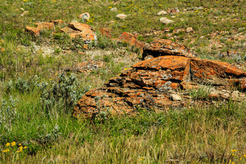 A rocky field with some grass and flowers