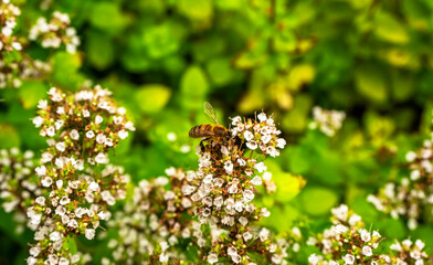 Busy bee Collecting Nectar