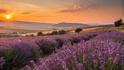 Naklejka premium Sunset lavender field for calming wall decor
