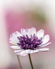  "Close-Up of a white purple Flower  &ndash; Soft Petals with Delicate Details, Capturing the Gentle Beauty and Elegance of Nature in Full Bloom"