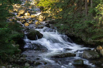 A small forest stream in which water flows between stones.