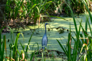 heron in a pond