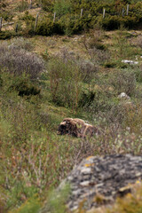 Fototapeta premium Musk Ox Grazing in Dovrefjell-Sunndalsfjella National Park, Norway