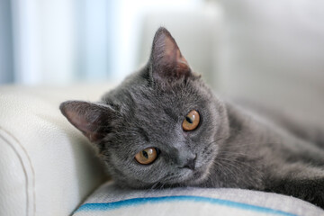 3 months old British Shorthair cat lying on the sofa, looking at the camera