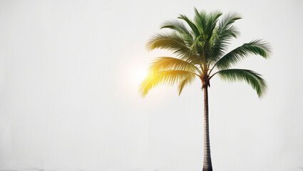 Obraz premium Tropical palm tree, cut out