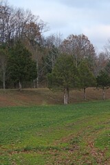 West Virginia tree on a hillside