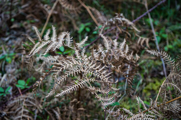 Photo d'une branche de fougeres pris en macro sous un fond vert