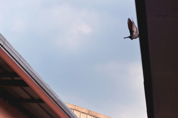 Birds that fly between the roofs of houses live on the roofs of houses.